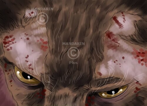 расчесы у кошки